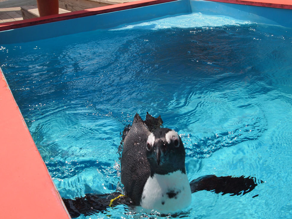 HOOFit at the Columbus Zoo