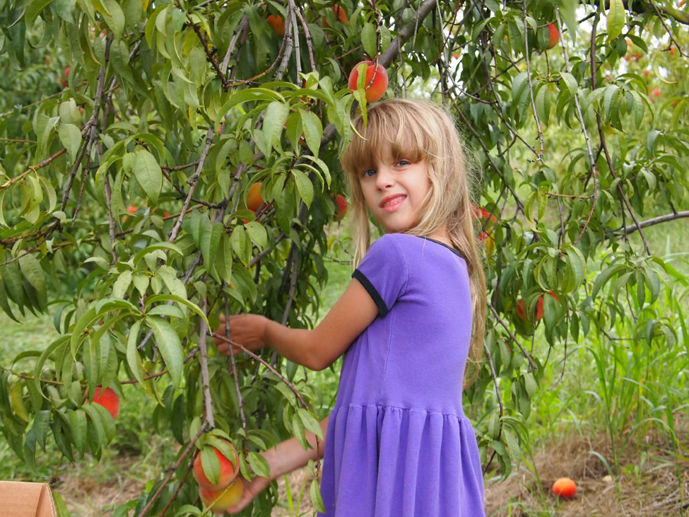 Peach Picking at Legend Hills in Utica, OH