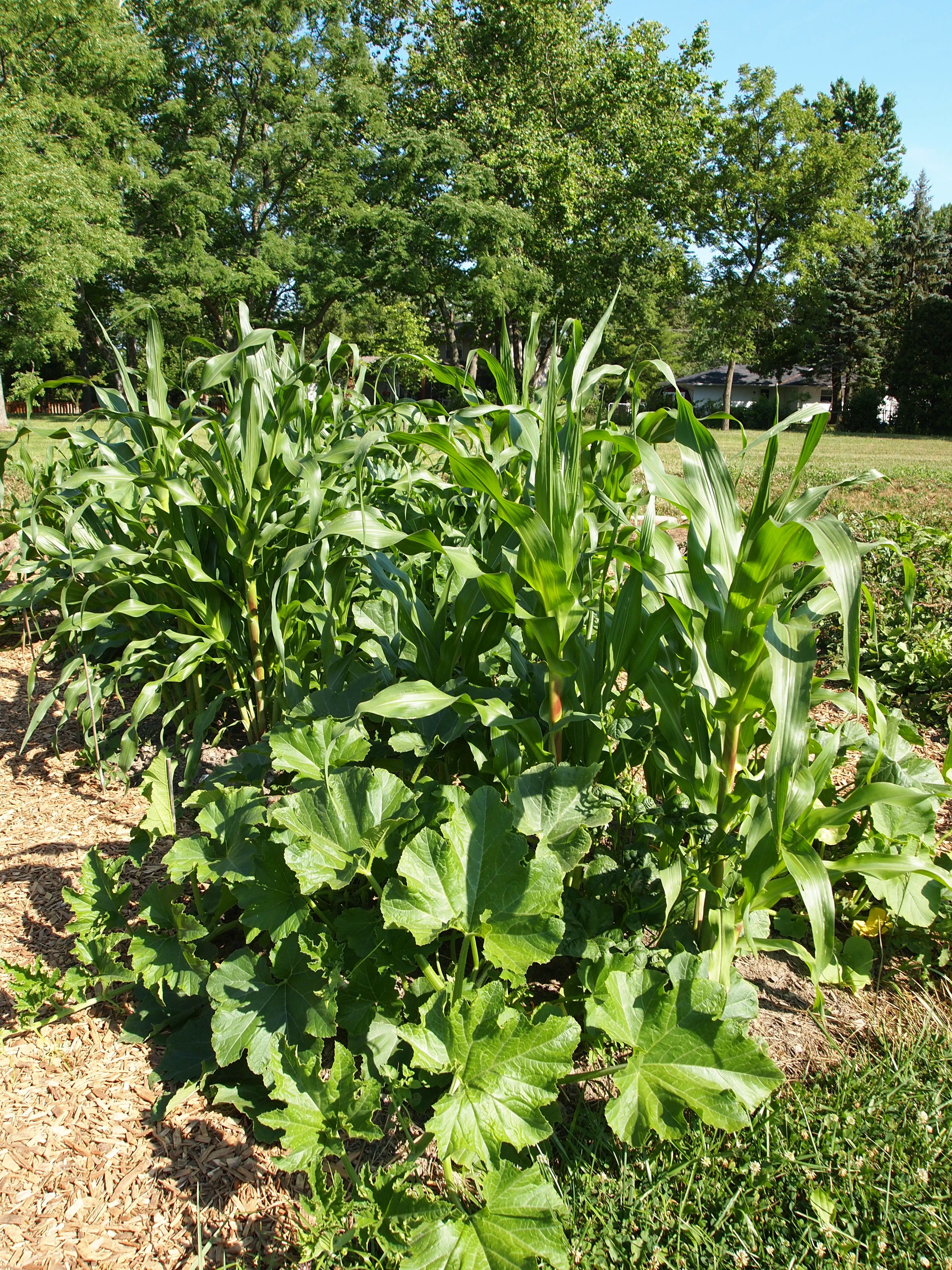 Homesteading Mentor Program at City Folk’s Farm Shop